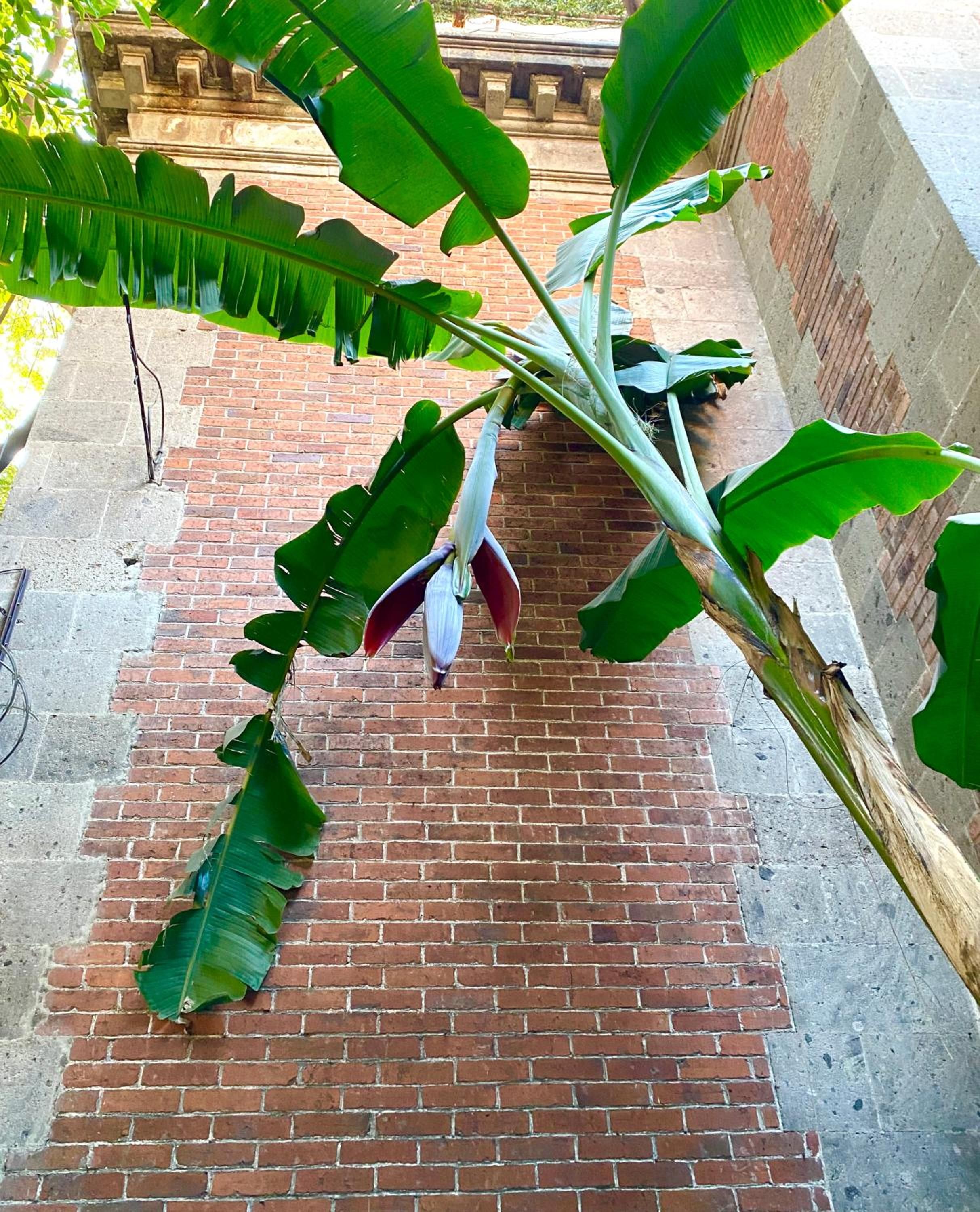 Maison du comte — foto 4