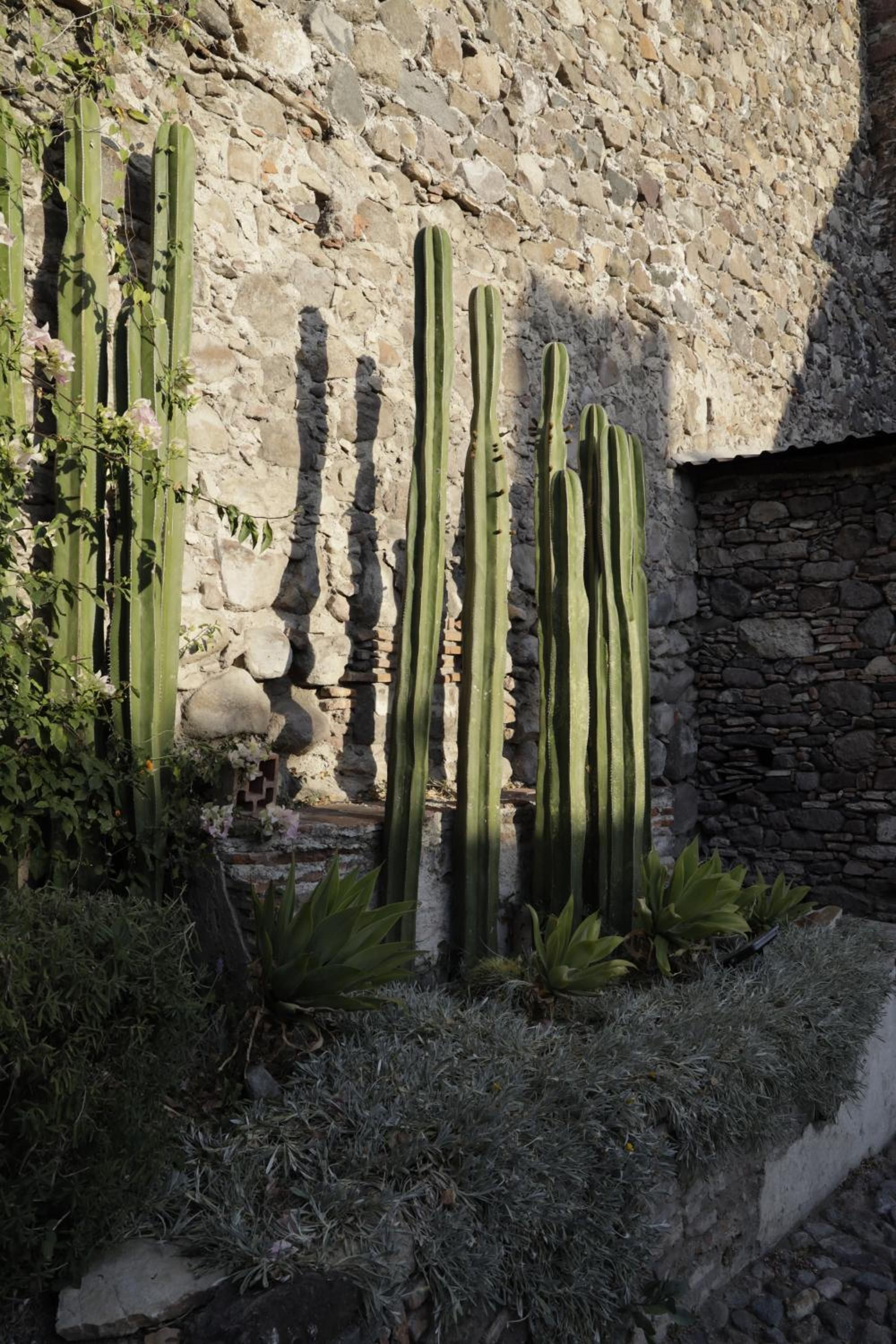 Orchid House San Miguel de Allende — foto 7