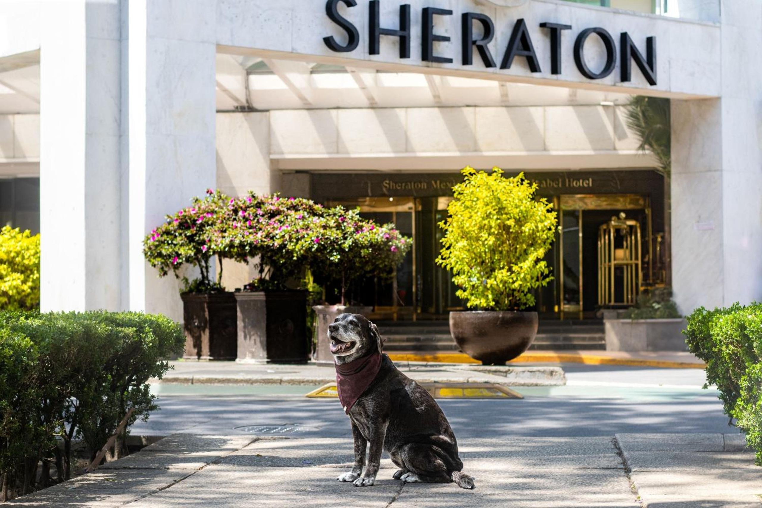 Sheraton Maria Isabel Mexico City Reforma — foto 8
