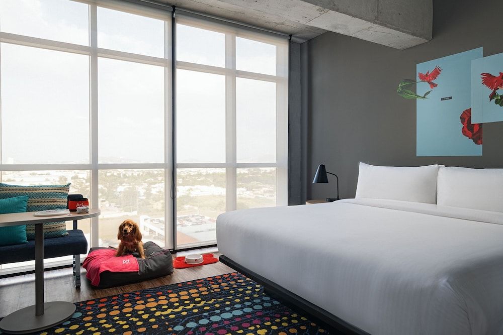 Suite, 1 cama King — 3