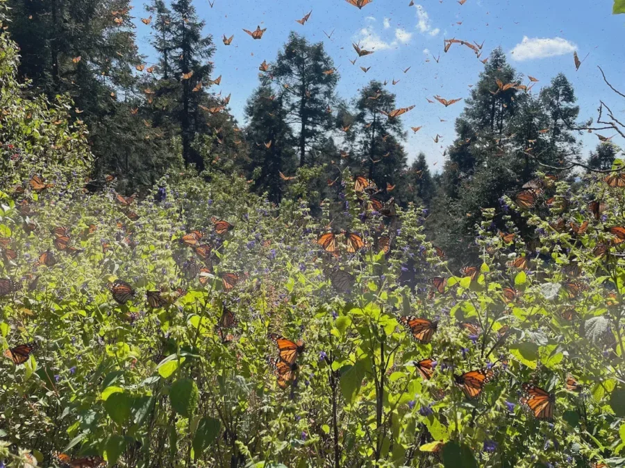 Bosques de la Monarca, Estado de México