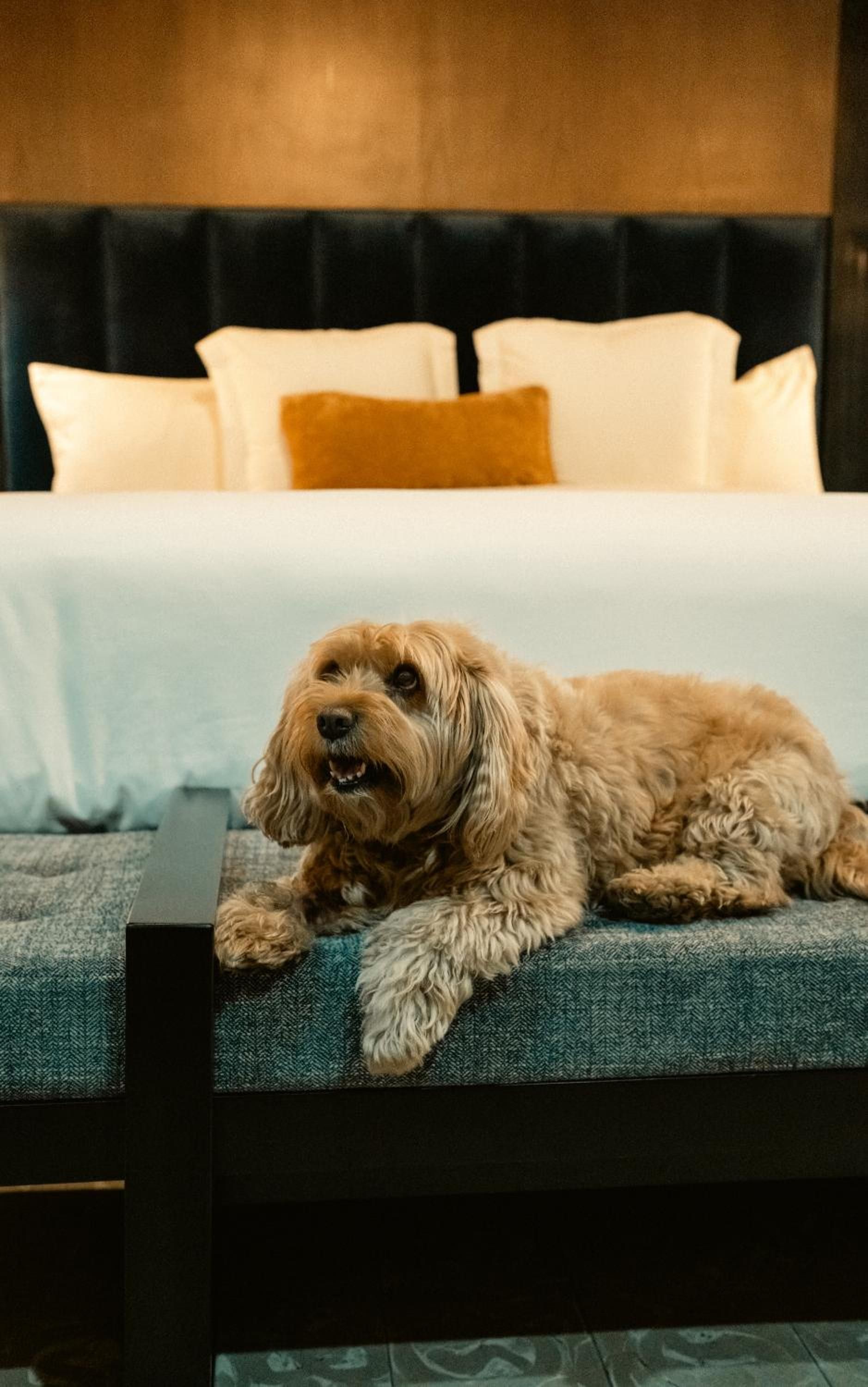 Suite Superior — 8